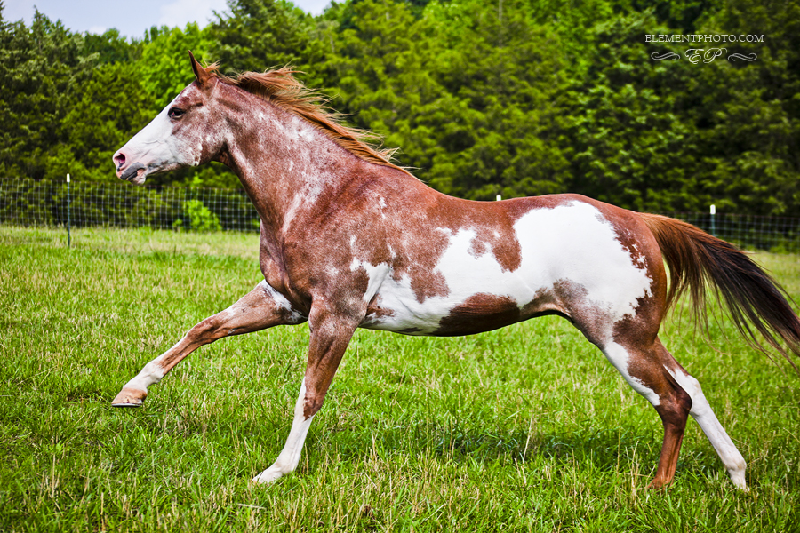 red roan